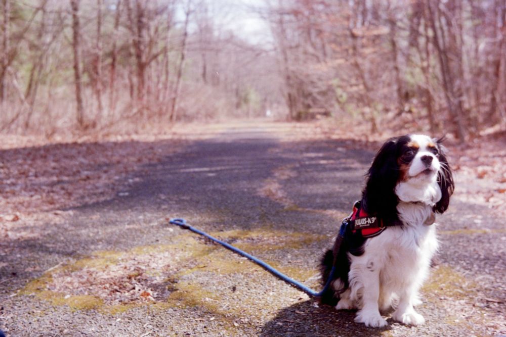 A tri-color cavalier king charles spaniel sitting patiently on a paved, abandoned forest road.