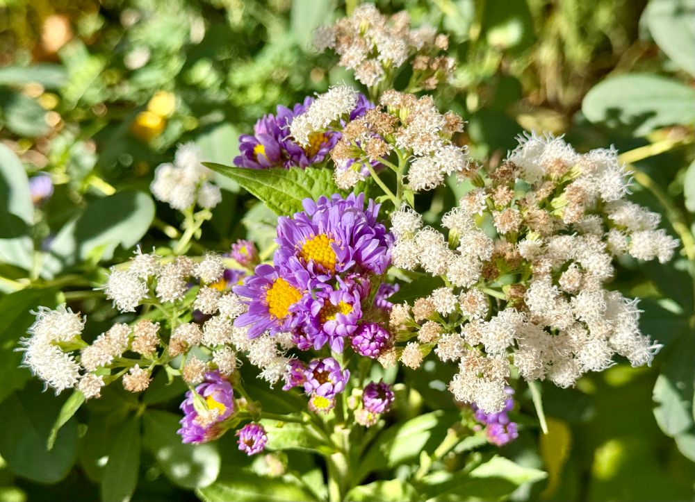 Purple and golden composite flowers poking through clusters of small white fluffy blooms starting to go slightly brown.