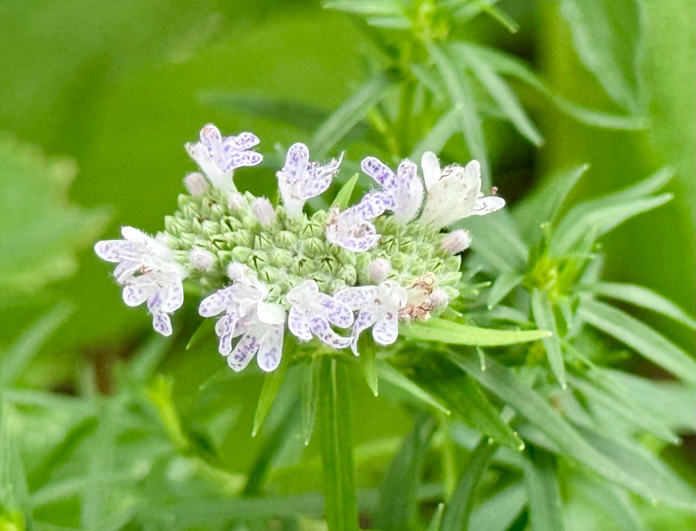 Tiny white blooms dotted with purple top thin rosemary-like foliage.