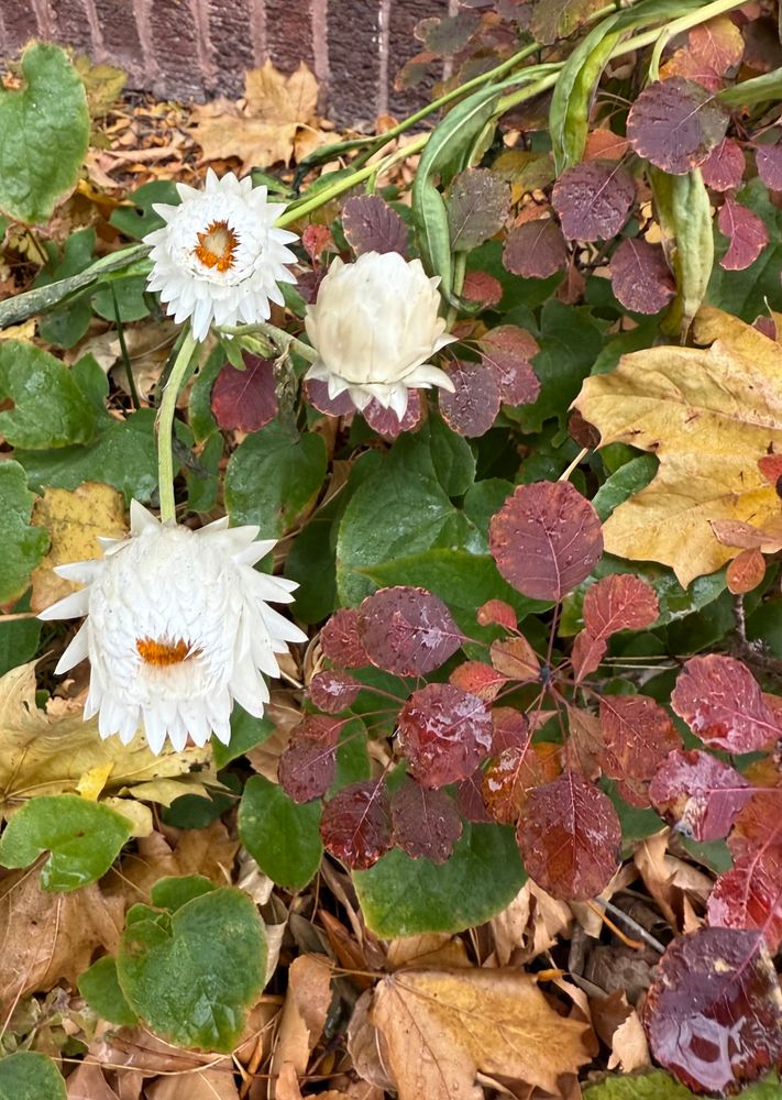 White Strawflowers still unfurling against a backdrop of burgundy brick, golden and brown fallen leaves, green Epimedium leaves, and red/purple Smokebush foliage.