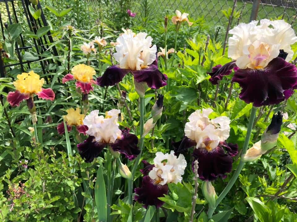 Tons of ruffly cream/deep purple Bearded Irises in the foreground with another cluster of sunshine yellow/merlot Bearded Irises in the middle ground and a tall stand of neutral tan/bronze Siberian Irises in the background.