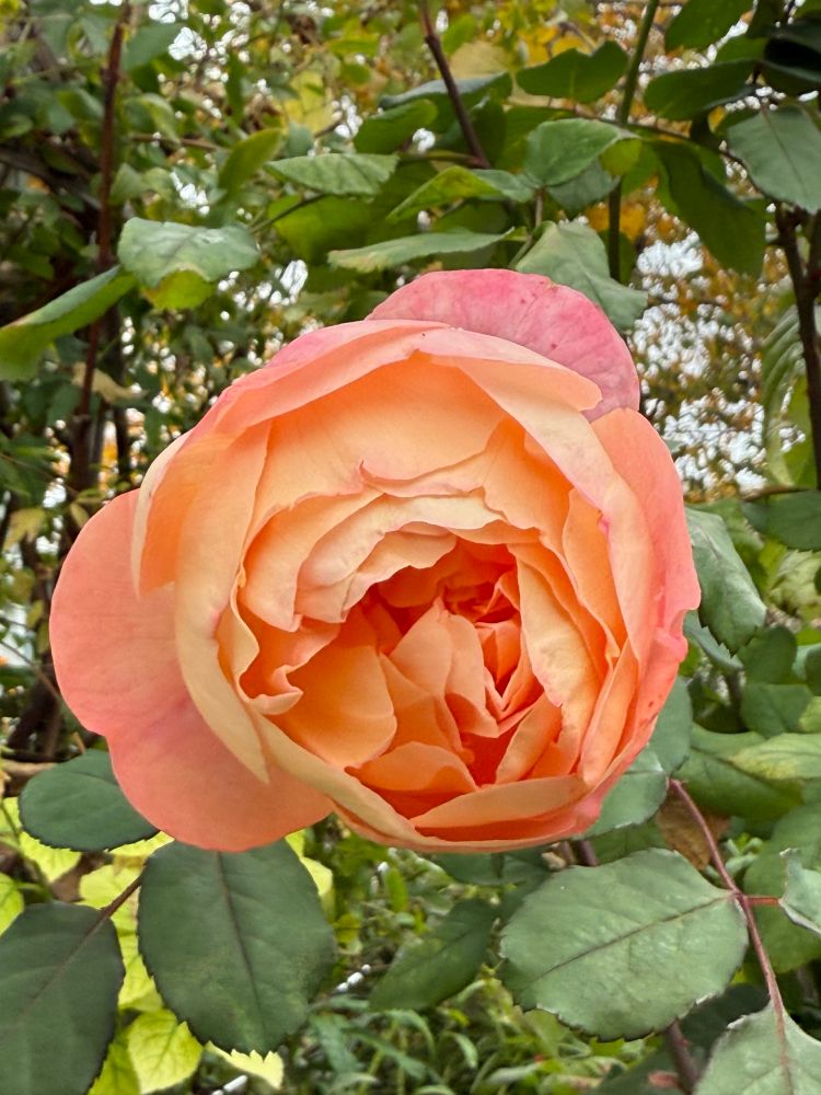 A full cupped layered rose in bright peach with hints of deep pink around the edges.