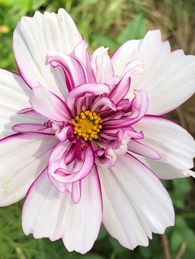 A mostly white bloom with hints of magenta picotee topped with a layer of curvy semi-double shorter more colorful frothiness surrounding a tiny yellow center.