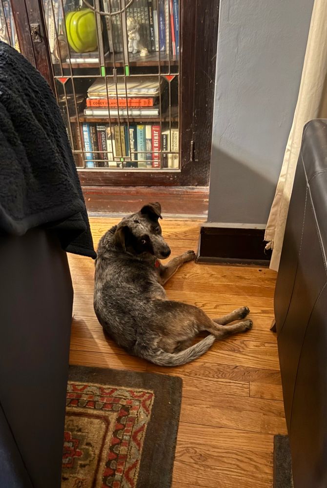 A small grey and brown Cattle Dog lies in the corner between two chairs facing the wall in a self-imposed timeout. Has 100% already forgotten why she deserves it because ACDs are wild dingo YOLO dogs.
