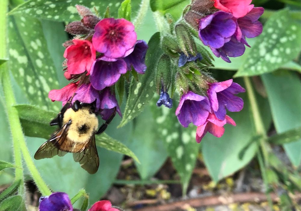 A very large fuzzy bumble with a single black spot on its back and a slightly brown belt gets deep inside a Pulmonaria bloom in a cluster of hot pink and purple after nearly shoving me out of the way when I was trying to take pictures of other flowers in the way of her meal.