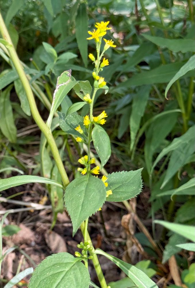 Young Solidago flexicaulis first bloom with wide serrated leaves.