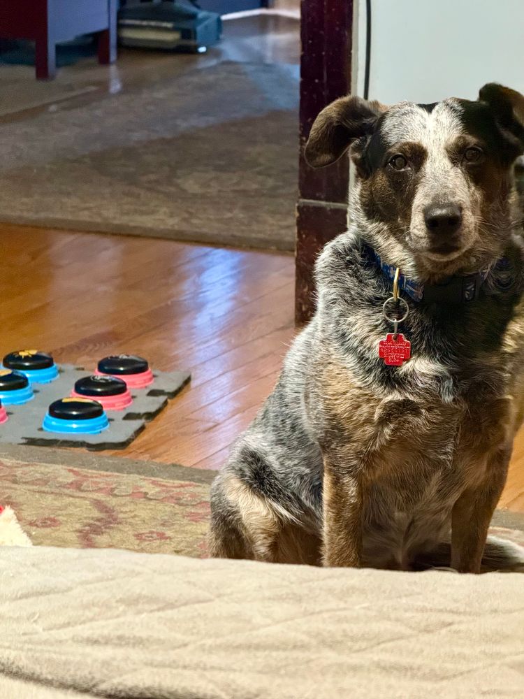 A small grey and brown Cattle Dogs sits and stares impatiently with an overall air of “WELL???” at the camera with her mat of dog buttons visible in the background about 2 feet from where they normally sit.