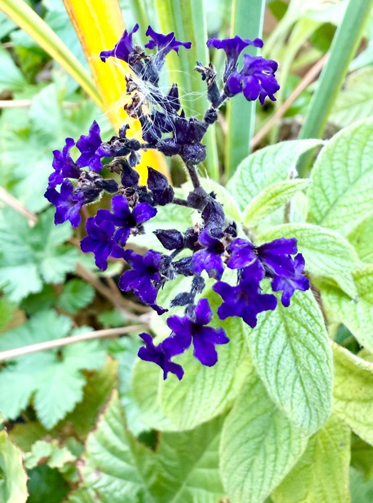 Deep blue-purple near black tiny flowers in a beautiful cluster topping thickly ridged foliage.