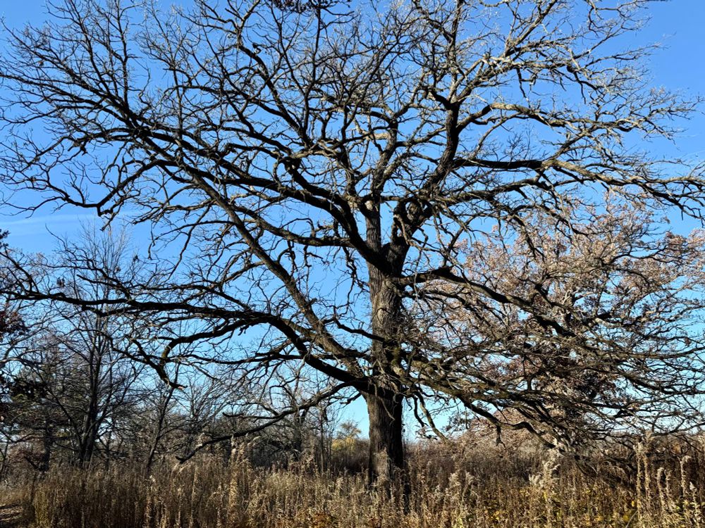 A beautiful huge tree bare of leaves to showcase its giant canopy. Tall grasses and Solidago in the foreground for scale.