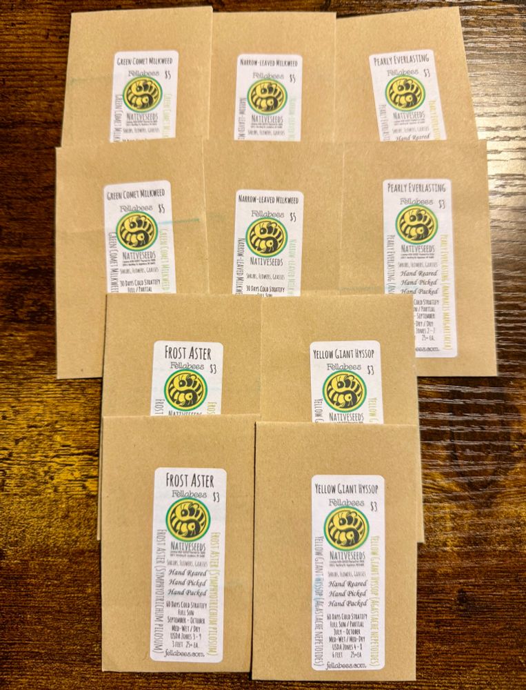 Small brown envelopes marked from Fellabees Native Seeds ‘Hand Reared, Hand Picked, Hand Packed’ in Wisconsin for Asclepias stenophylla, Asclepias viridiflora, Agastache nepetoides, Symphyotrichum pilosum and Anaphalis margaritacea. Packet prices were even lower (except Asclepias) on sale when I shopped.