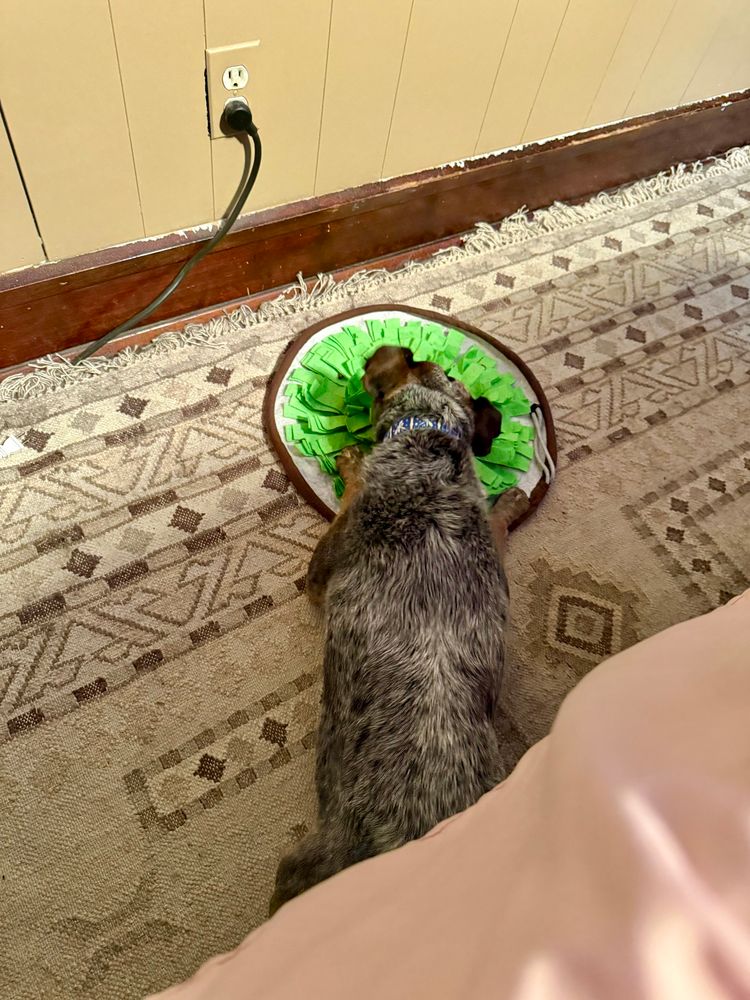 A small grey and brown Cattle Dog very un-bravely leans out from under the bed to reach her bowl of kibble and eat laying down half under it because a fly exists in the house downstairs.