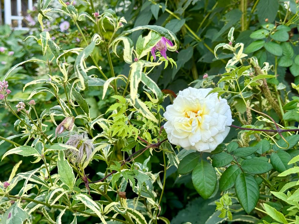 A huge pristine fluffy white rose bloom floats alone among the variegated foliage and pink blooms of Eupatorium ‘Pink Frost’ and Clematis ‘Constance’.