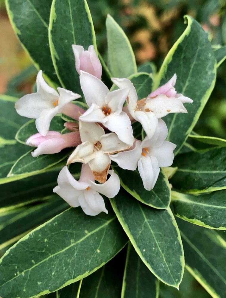 Cluster of small white flowers, some blushed pink on the undersides, shining against a thick swirl of dark green foliage edged in chartreuse and with some lighter green veining as well. 