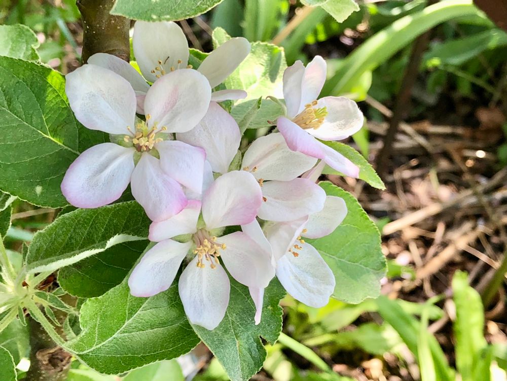 Large white blooms with faded pink.