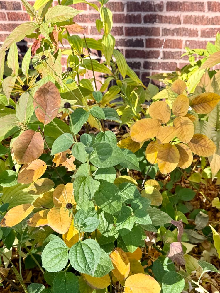 Deep golden foliage of native Serviceberry.