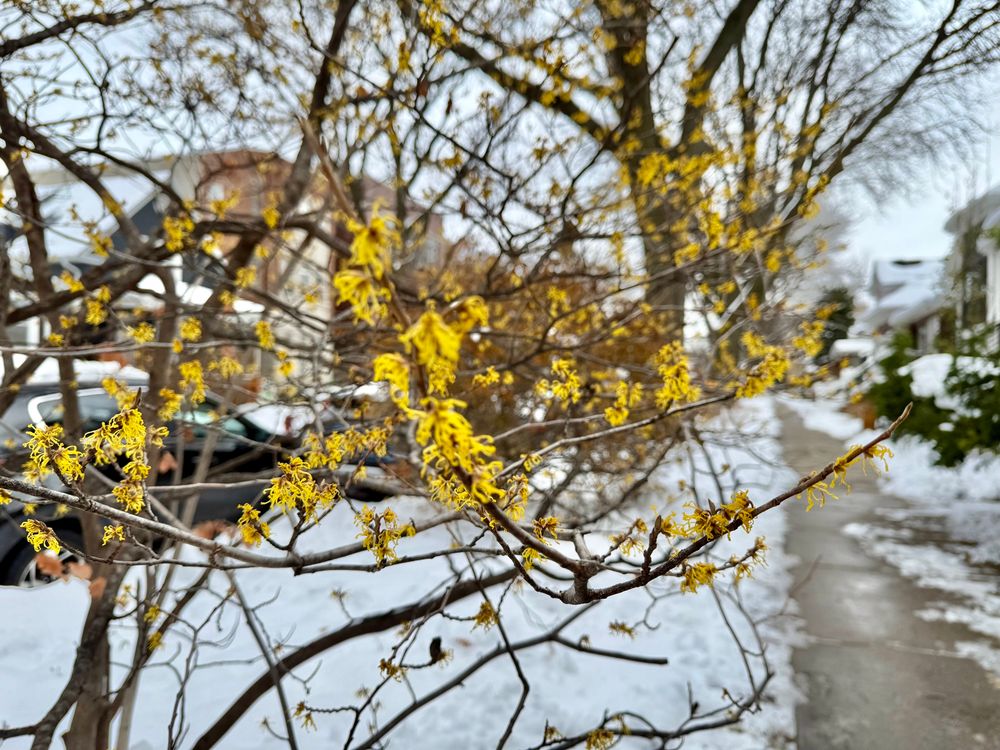 Small yellow blooms dot dark intertwining fine branches with a background of deep snow on the parkway and clear sidewalks to the right.