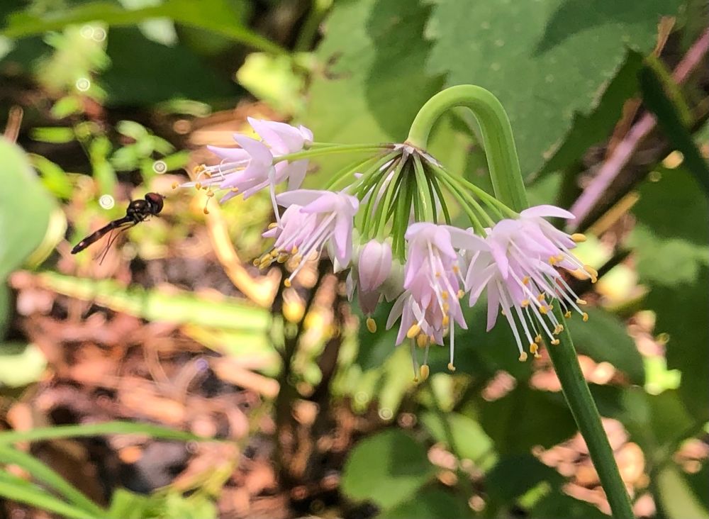Teeniest little hoverfly visiting the tiny pink pendants of Allium cernuum.