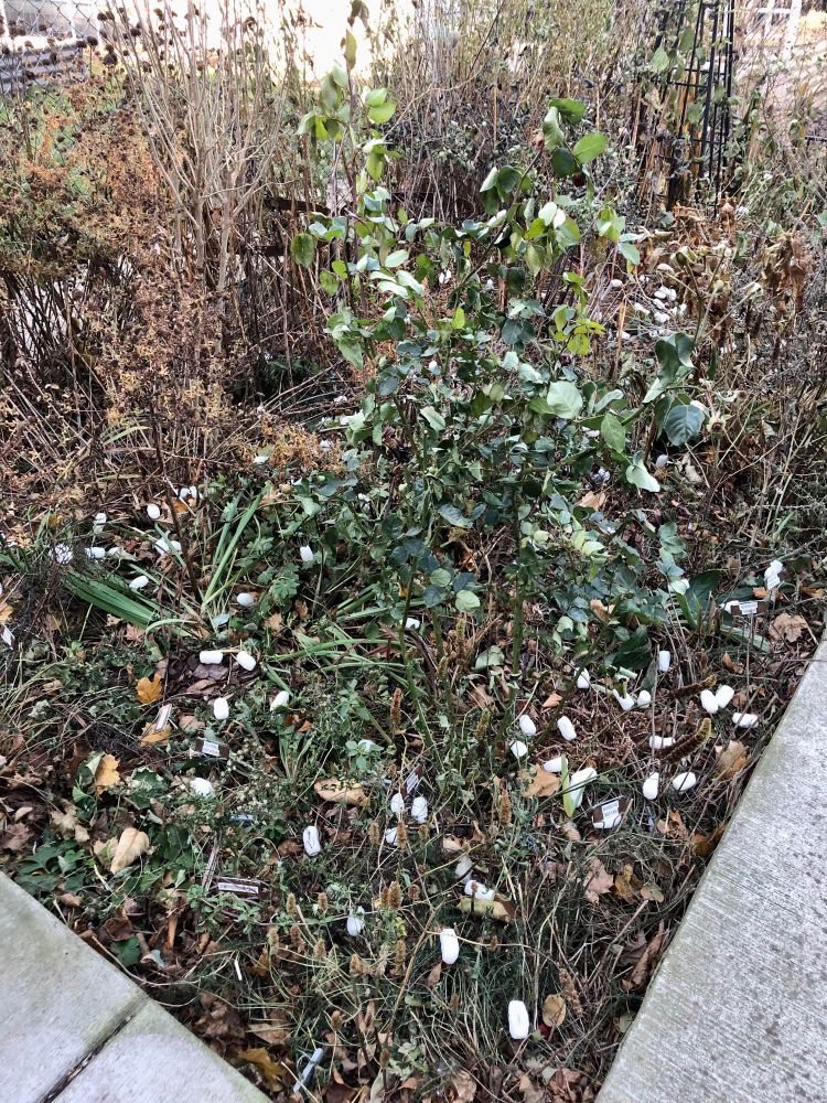 Brown and wilted green winter garden plants left standing and sprinkled with white cornstarch puffs. It looks trashy now but they break down the first time we get a decent moisture event. Worms love the starch and it keeps them from landfill.