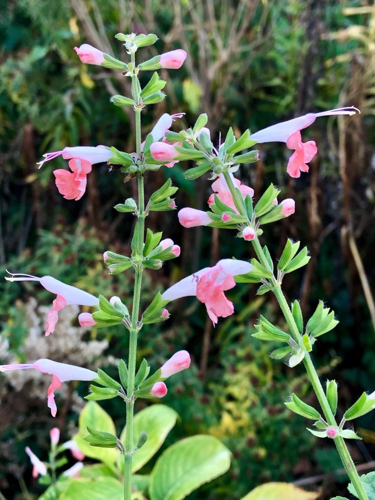 Salvia flowers with white tubes and salmon flares.