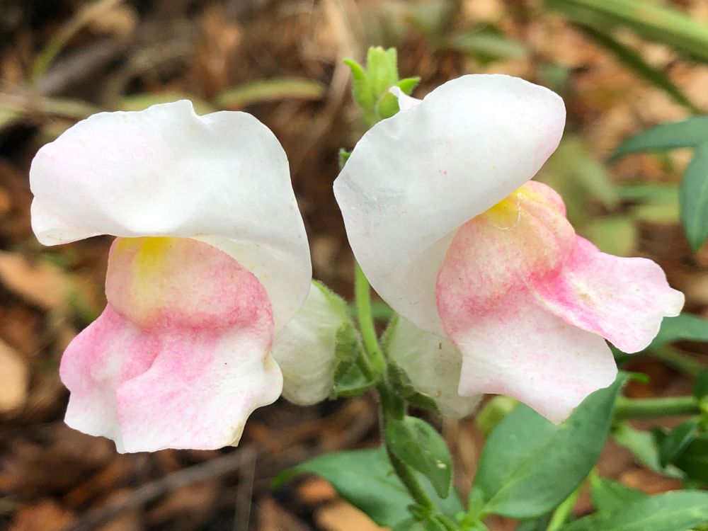 Two perfect white Snapdragons brushed with pink on the lower half and kissed with lemon in the center.