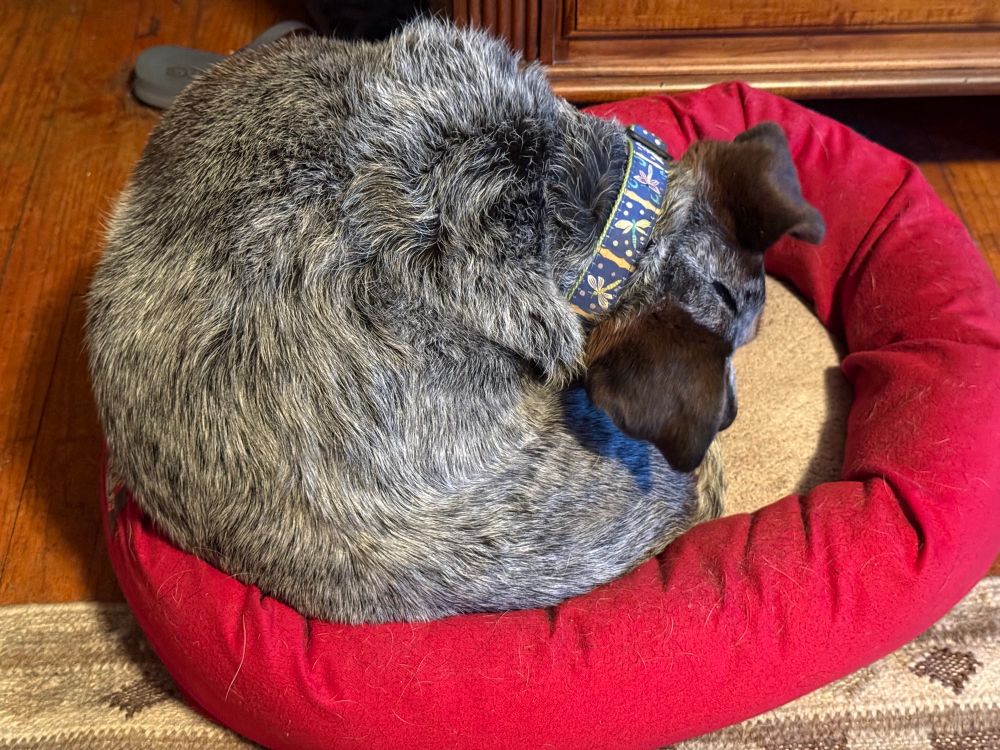 A small gray and brown Cattle Dog in a round red donut bed bends like a circus performer into a perfect 3D ball shape with her face floating over her back end, then remaining that way motionless for 10 minutes every morning. 