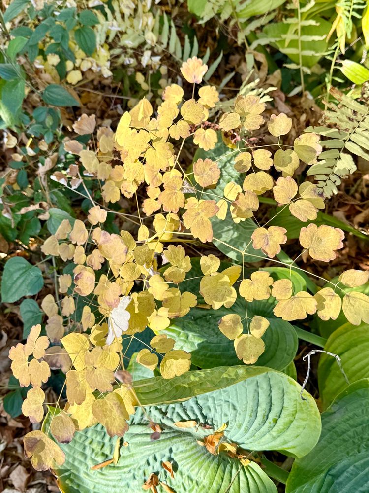 Bright yellow lily pad-like foliage of native Thalictrum.