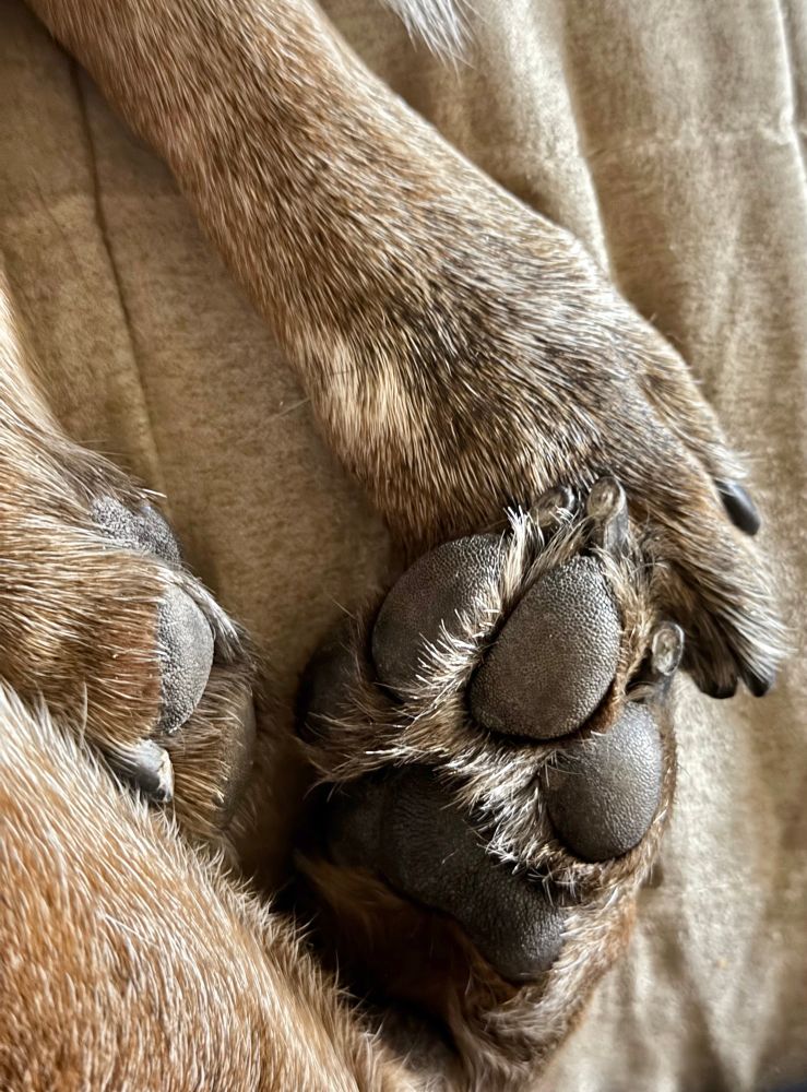 Tiny little Cattle Dog feet with little black pads skirted by ruffles of long hair. 