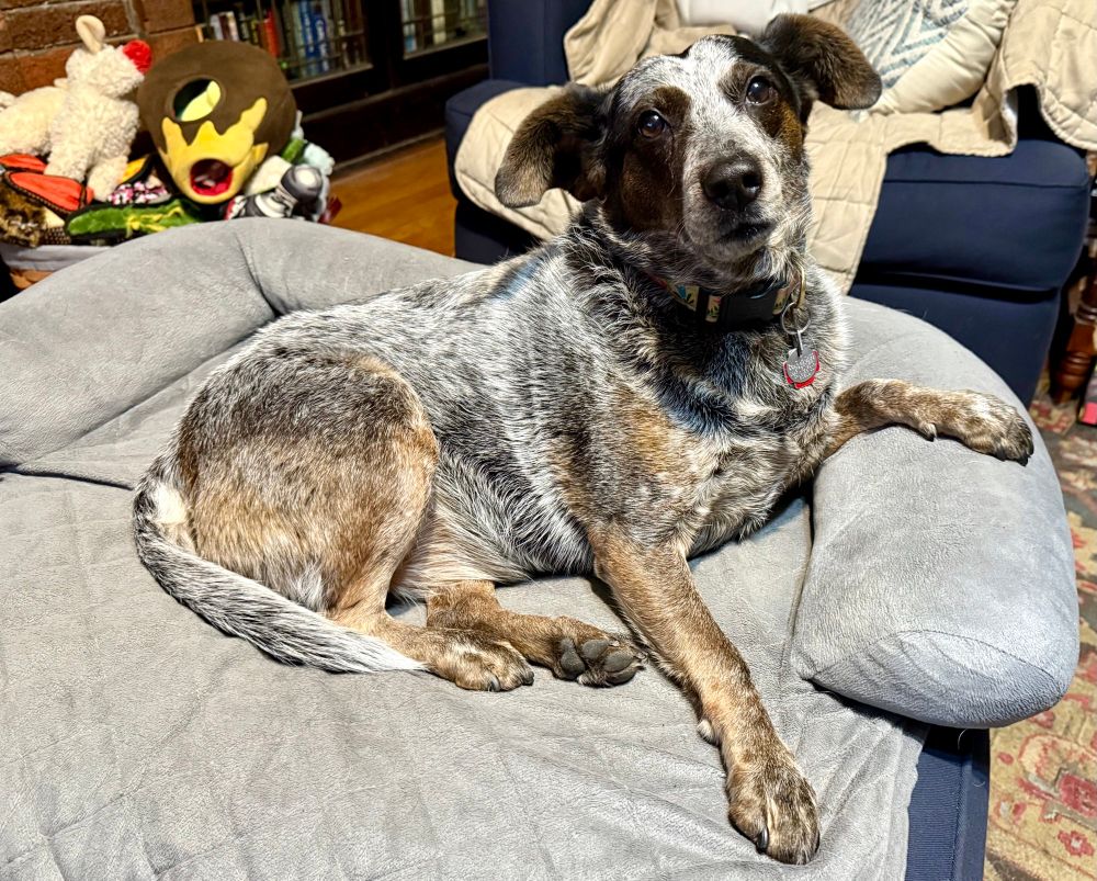 Floppy eared diva queen #WeAreAllZoey says hi to you all with a royal paw up on the bolster and her embarrassingly large basket of toys behind her.