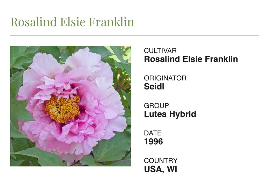An American Peony Society graphic showing the pale pink and burgundy flares of Lutea Hybrid Tree Peony ‘Rosalind Elsie Franklin” — ps, yay #WomenInStem