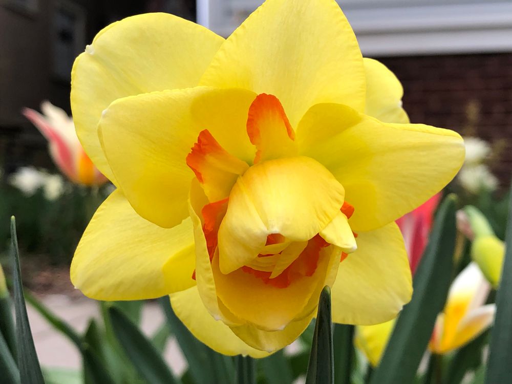 Classic over-the-top double lemon yellow and safety orange ‘Tahiti’.