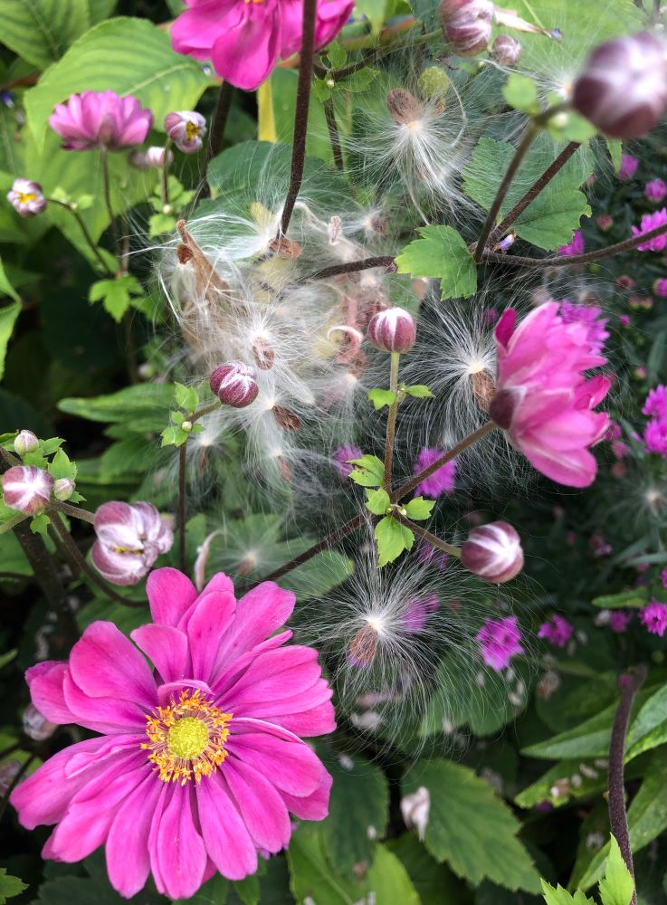 Deep magenta Japanese Anemone blooms, with dark pink and white buds, and white fluff of blowing Milkweed seeds.