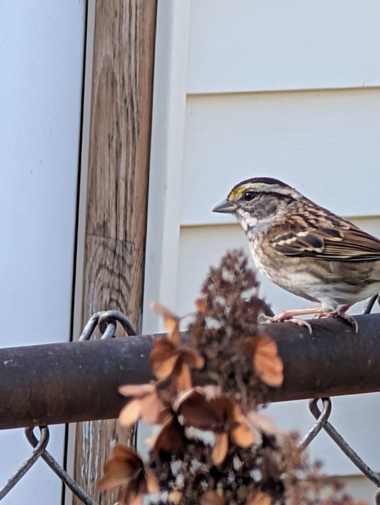 A beautiful little bird with black striping over the head and behind the eyes, a hint of yellow in front of the eye, and white on the throat, plus beautifully detailed brown and white and black wings, momentarily resting on the fence rail behind a blurry dried panicle hydrangea in the foreground.