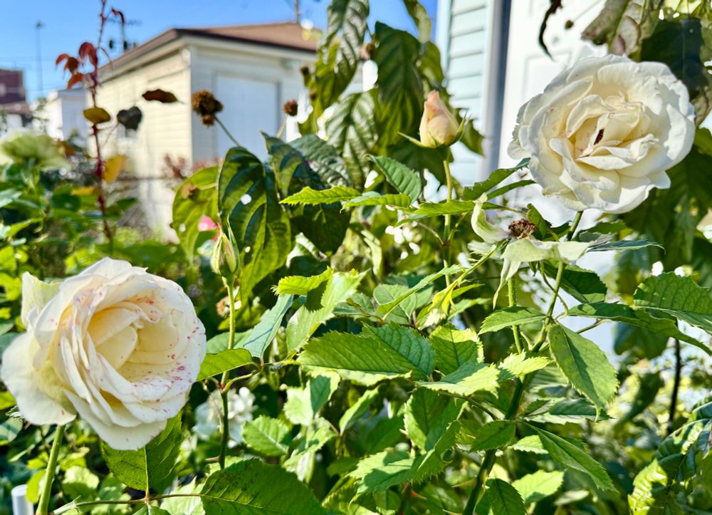Two pale creamy butter colored roses dotted with pink spots as the seasonal change marks even new blooms still opening in the mild fall weather.
