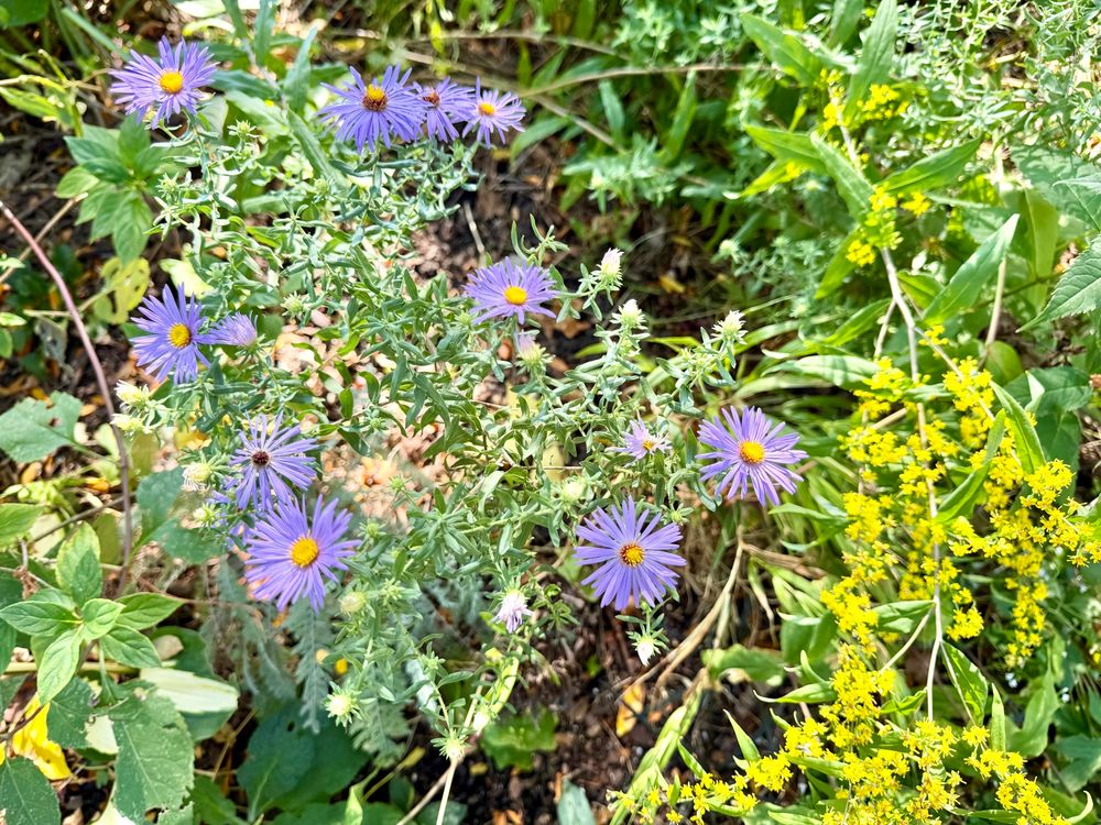 Clusters of purple blooms on arching stems of Symphyotrichum oblongifolium.