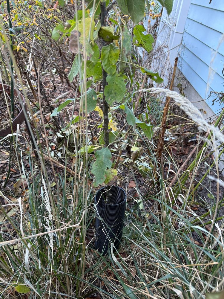 One of two young columnar apple trees freshly protected with a loose tall collar with the bunny’s favorite hiding spot visible behind the white trellis in the upper left.