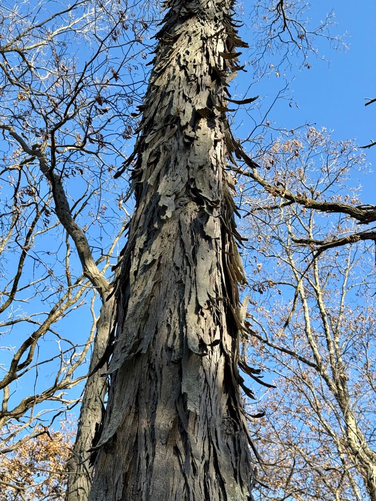 Closeup of the beautiful peeling bark that gives the Shagbark its name.