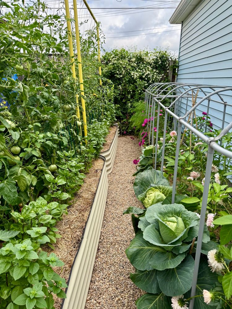 To the left, yellow Freyr trellises in long cream-colored skinny raised beds with happy string-trained indeterminate tomatoes underplanted with two kinds of basil. To the right, two more long skinny raised beds with sweet peppers, cabbages, and salmon Callistephus in the front and establishing asparagus fronds, perennial Good King Henry, strawberries and magenta and deep blue-purple Callistephus in the back. At the fence, a huge clematis covered in white blooms with other plants beneath provide privacy from alley traffic.