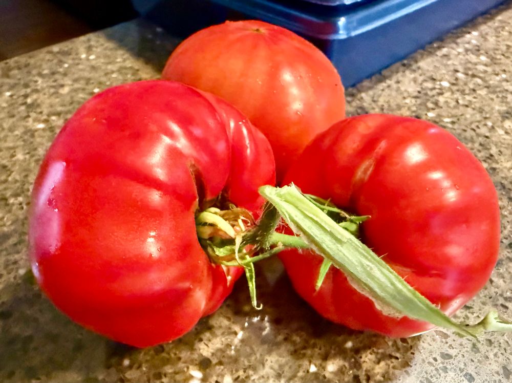 Three large red perfectly round unblemished tomatoes.