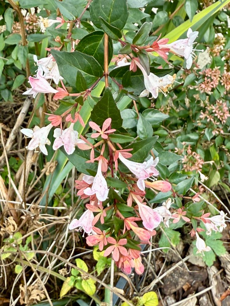 Soft white blooms with brick colored bracts. Deep glossy green foliage.