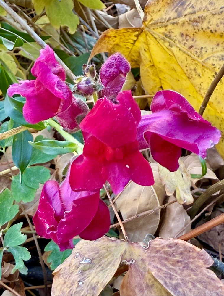 Deep pink blooms tinged here and there with red and burgundy show off against fallen leaves and surprisingly green little Aquilegia seedlings for next year tucked in the lower left corner.