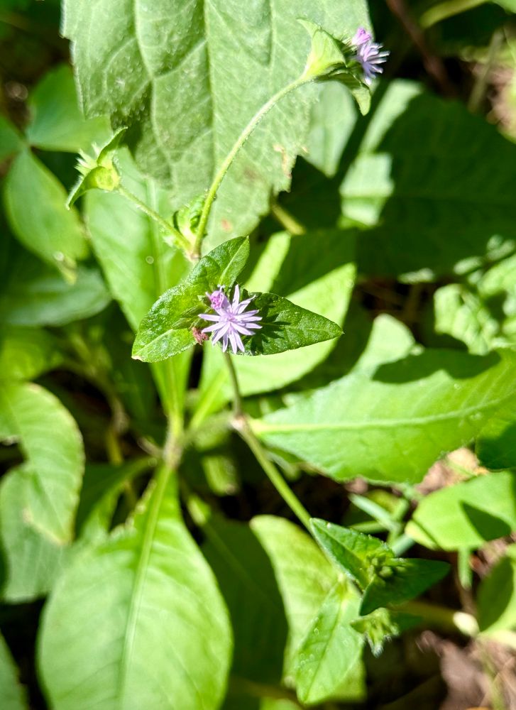 Wide shot to show the scale of the soft purple blooms surrounded and the much bigger basal foliage.