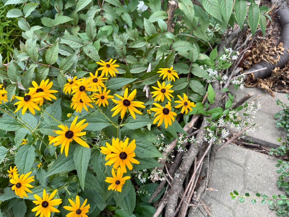 Yellow Rudbeckia and sprays of White Wood Aster along a stepping stone path lined with low twig fence.