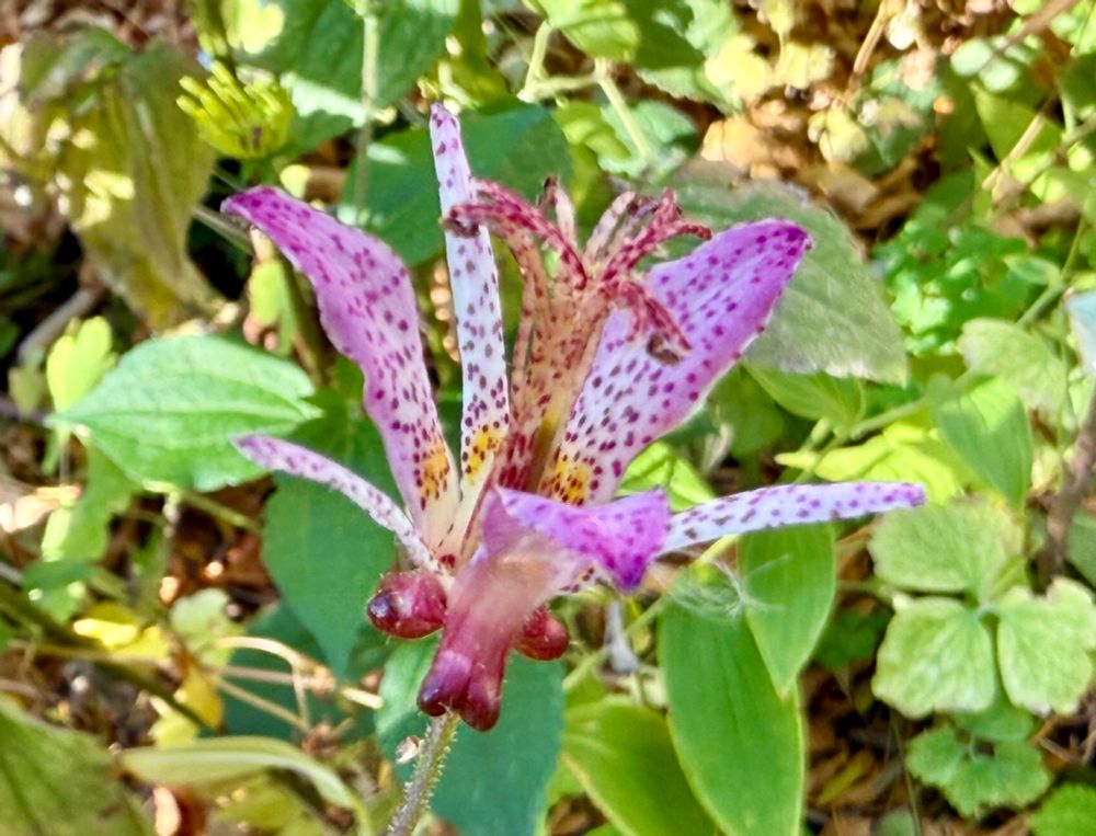 Dramatic purple and white spotted bloom.