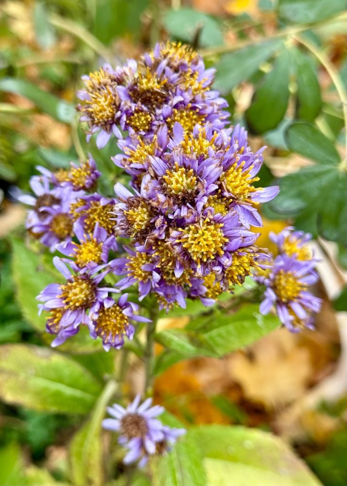 Giant cluster of purple and gold Aster ‘Jindai’ slowly fading. Like other asters, they are still pushing out a few fresh blooms here and there.