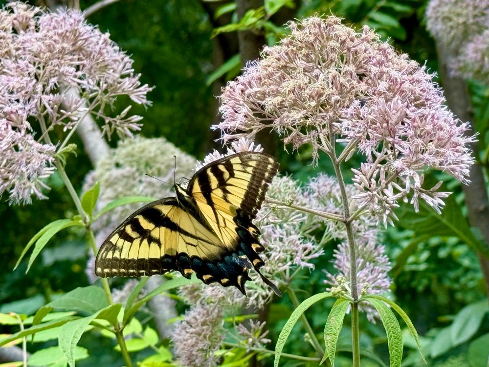 A vibrant yellow and black Easter Tiger Swallowtail visiting pink fluffy Joe Pye.
