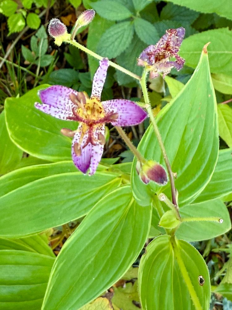 A white and bright purple bloom speckled and accented with dramatic chandelier-like stamen, glimmering deep purple hairy buds, and a background of healthy bright green foliage edged in pale yellow.