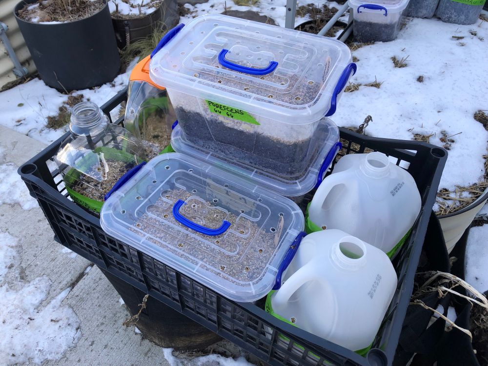 Another crate of prepared winter sowing jugs in various shapes and sizes, each seeded with a different variety, carried outside in a large black plastic tray.