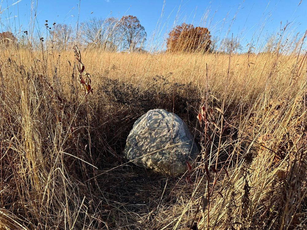 A very large boulder sits in the shadows surrounded by tall golden grasses with a few trees on the horizon against blue sky in the background.