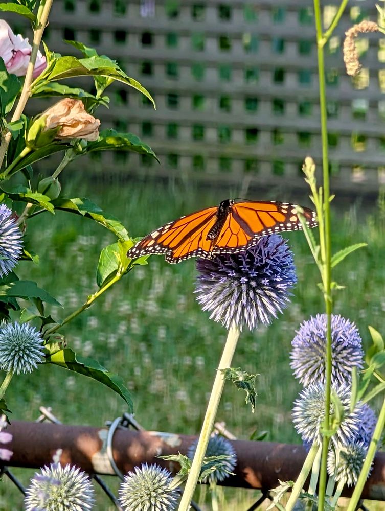 A beautiful orange and brown male Monarch butterfly with wings fully extended nectaring on spiky blue-white balls of Echinops blooms. Photo credit: Mr. CMG.