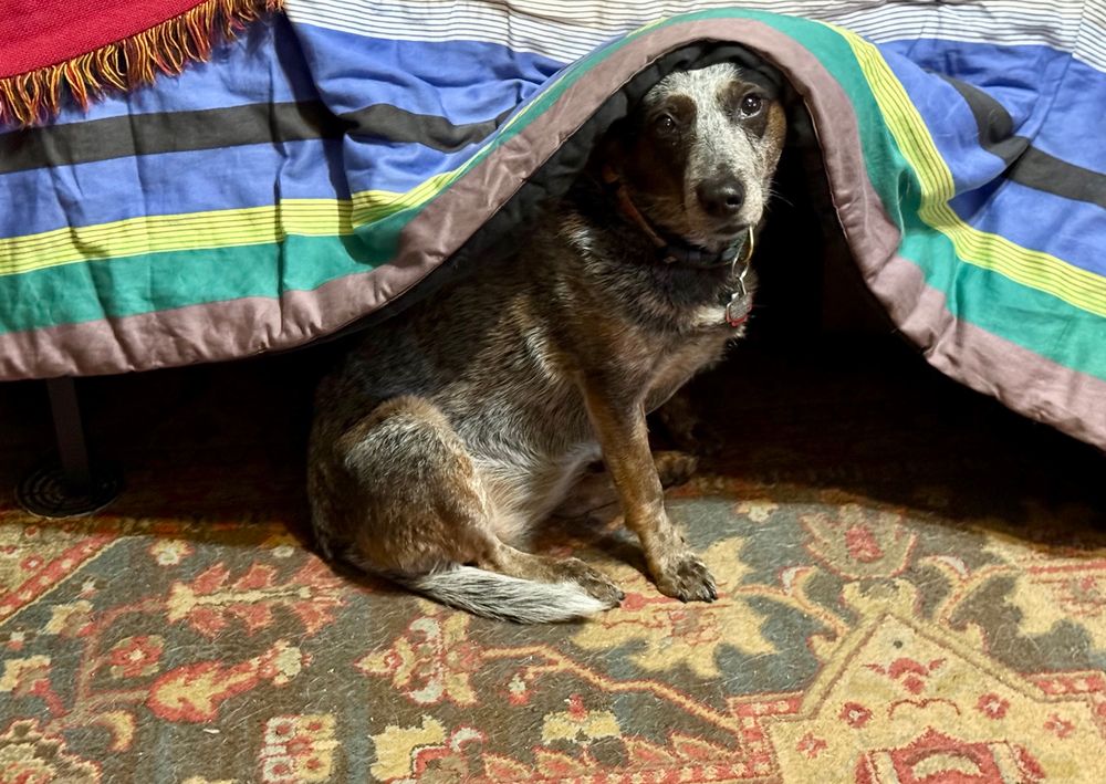 A small grey and brown Cattle Dog sits at the edge of a bed she likes to hide under with the comforter draped over her head like a nun’s whimple as it got stuck when she popped out waiting for me to do something, anything “fun” according to her.
